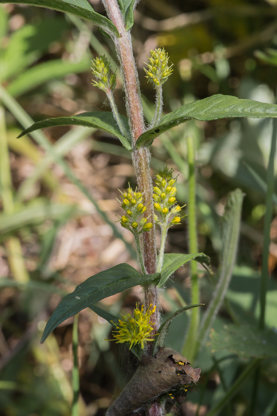 Изображение особи Naumburgia thyrsiflora.