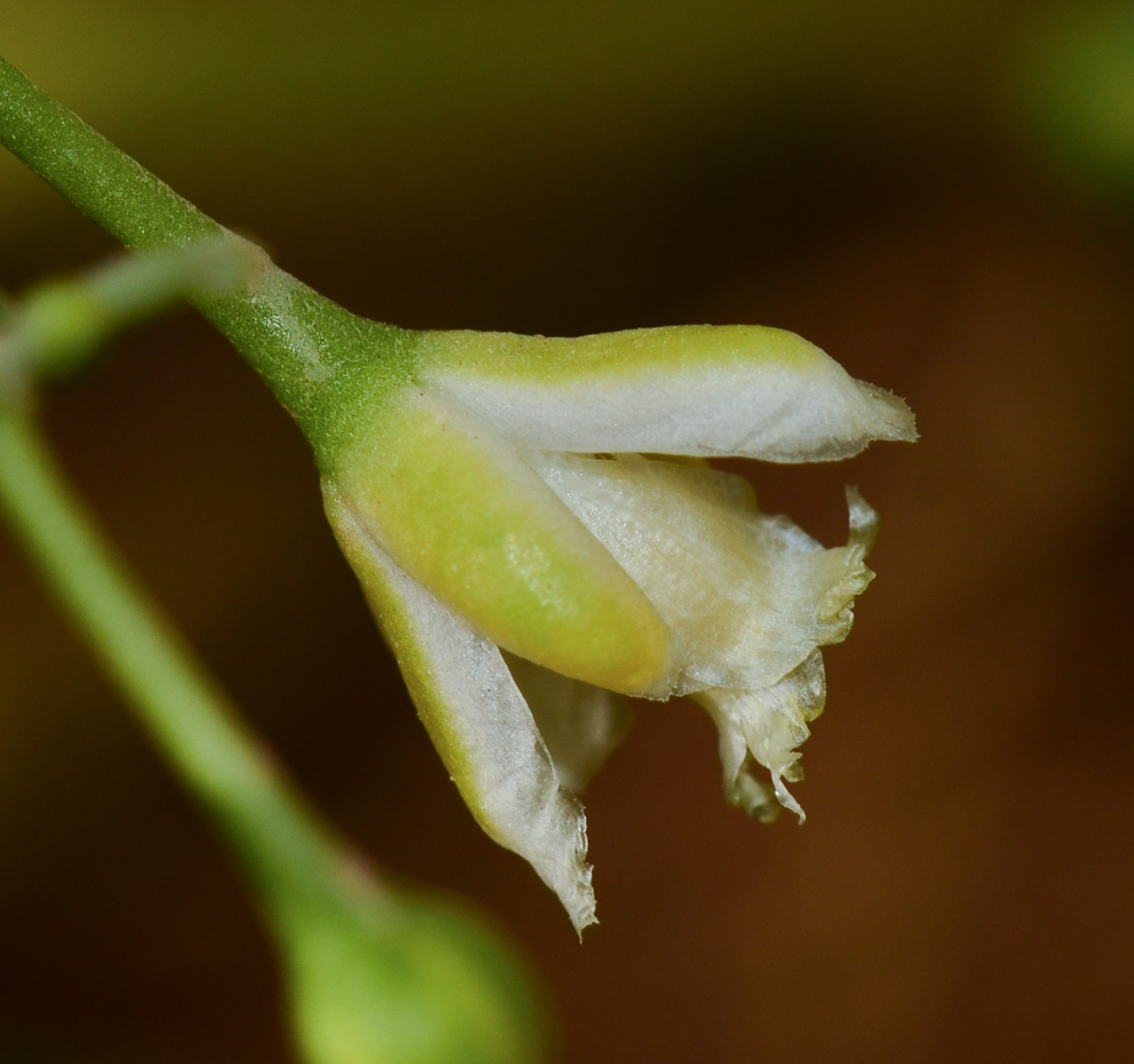 Изображение особи Tetraena coccinea.