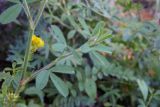 Trifolium arvense