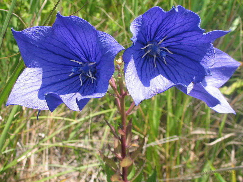 Image of Platycodon grandiflorus specimen.