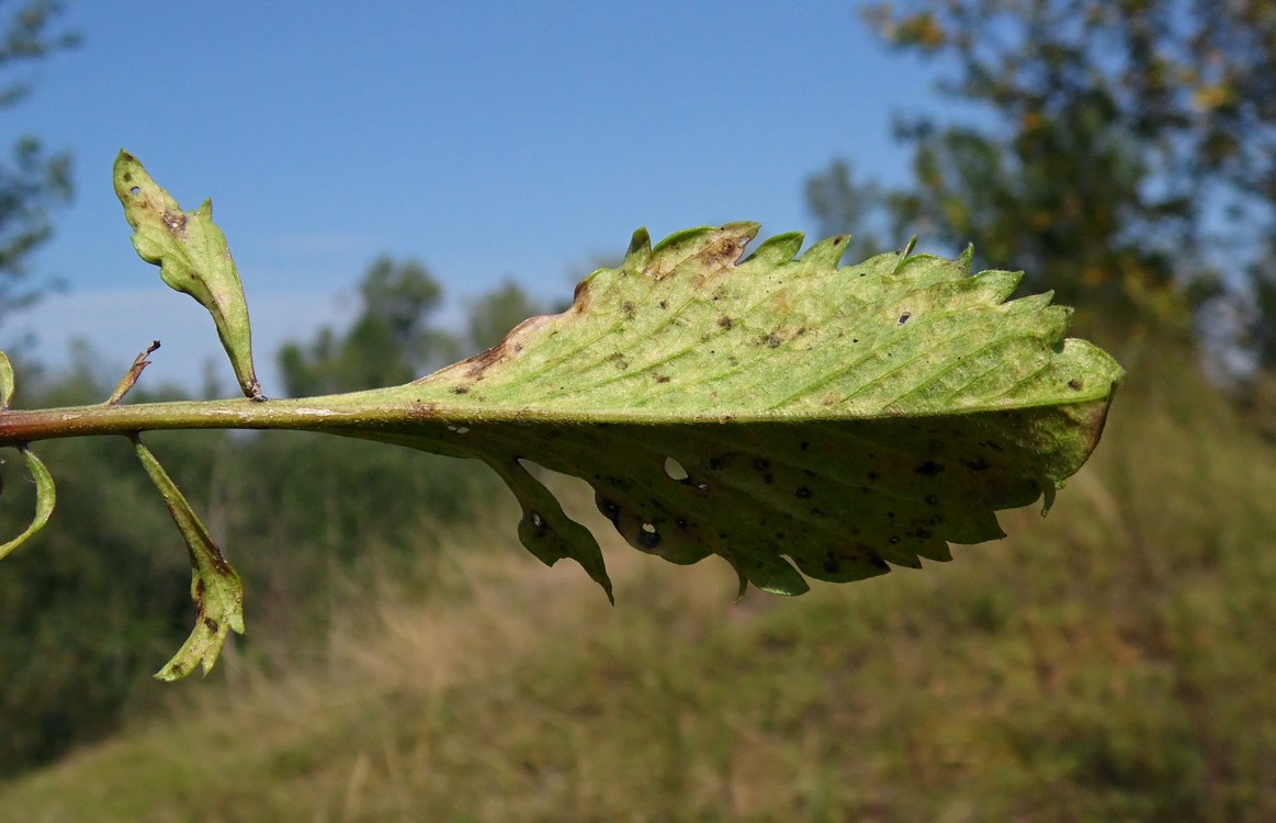 Image of Scabiosa ochroleuca specimen.