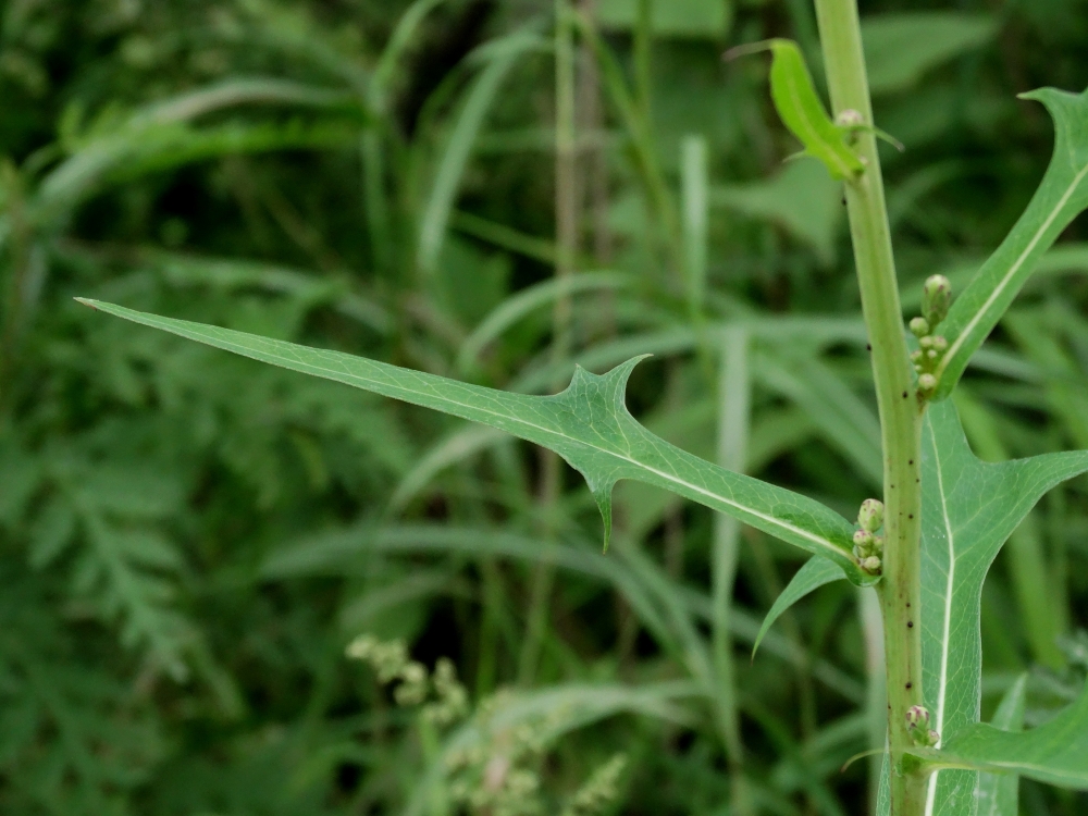 Изображение особи Lactuca indica.