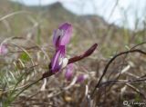 Astragalus subuliformis