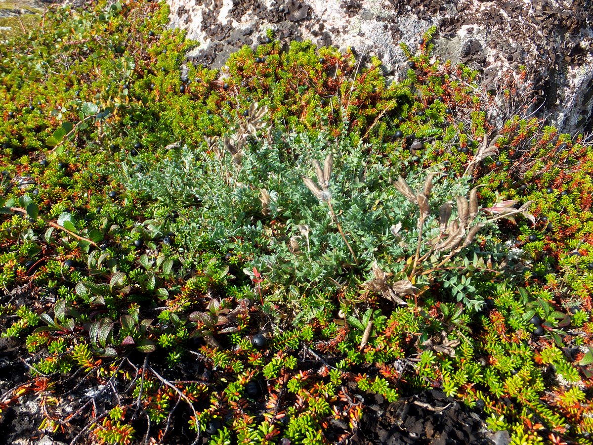 Image of Oxytropis sordida specimen.