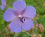 Geranium pratense