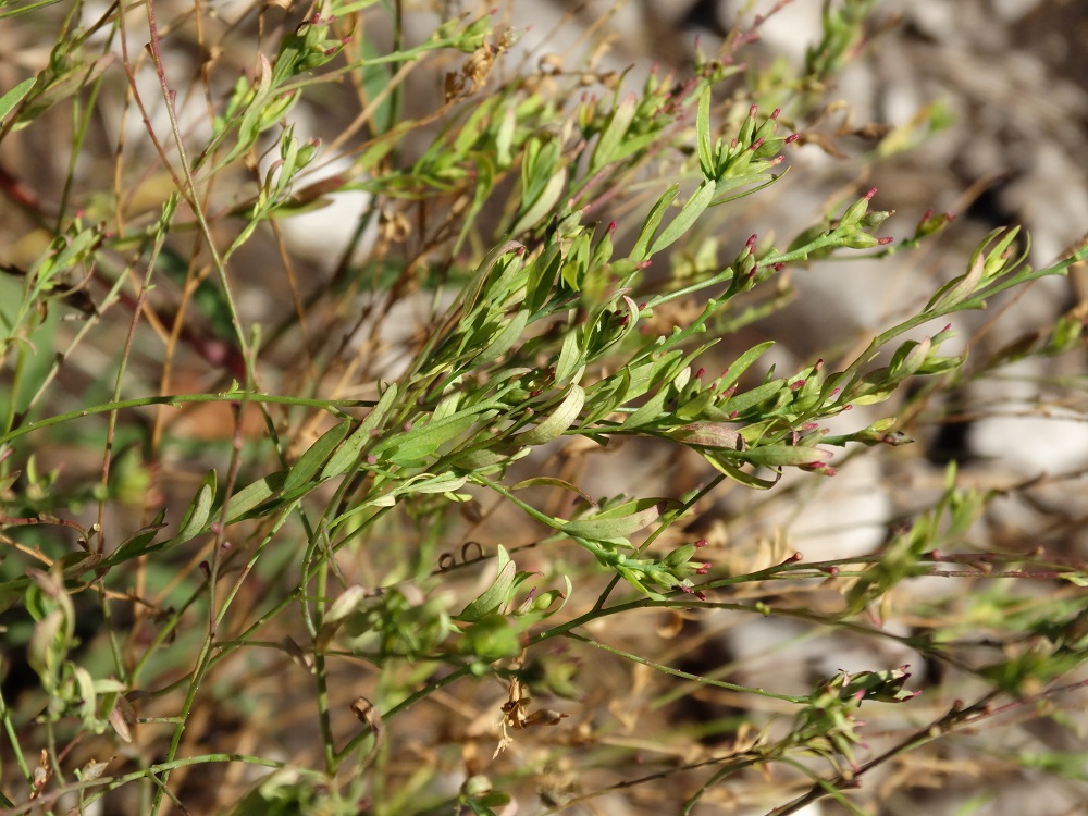 Изображение особи Diarthron linifolium.