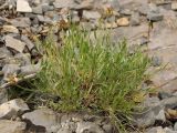 Astragalus inaequalifolius