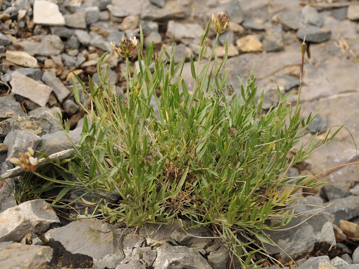 Image of Astragalus inaequalifolius specimen.