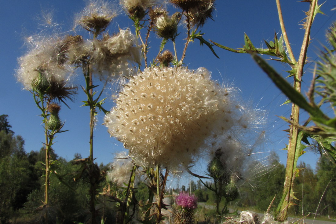 Image of Cirsium vulgare specimen.