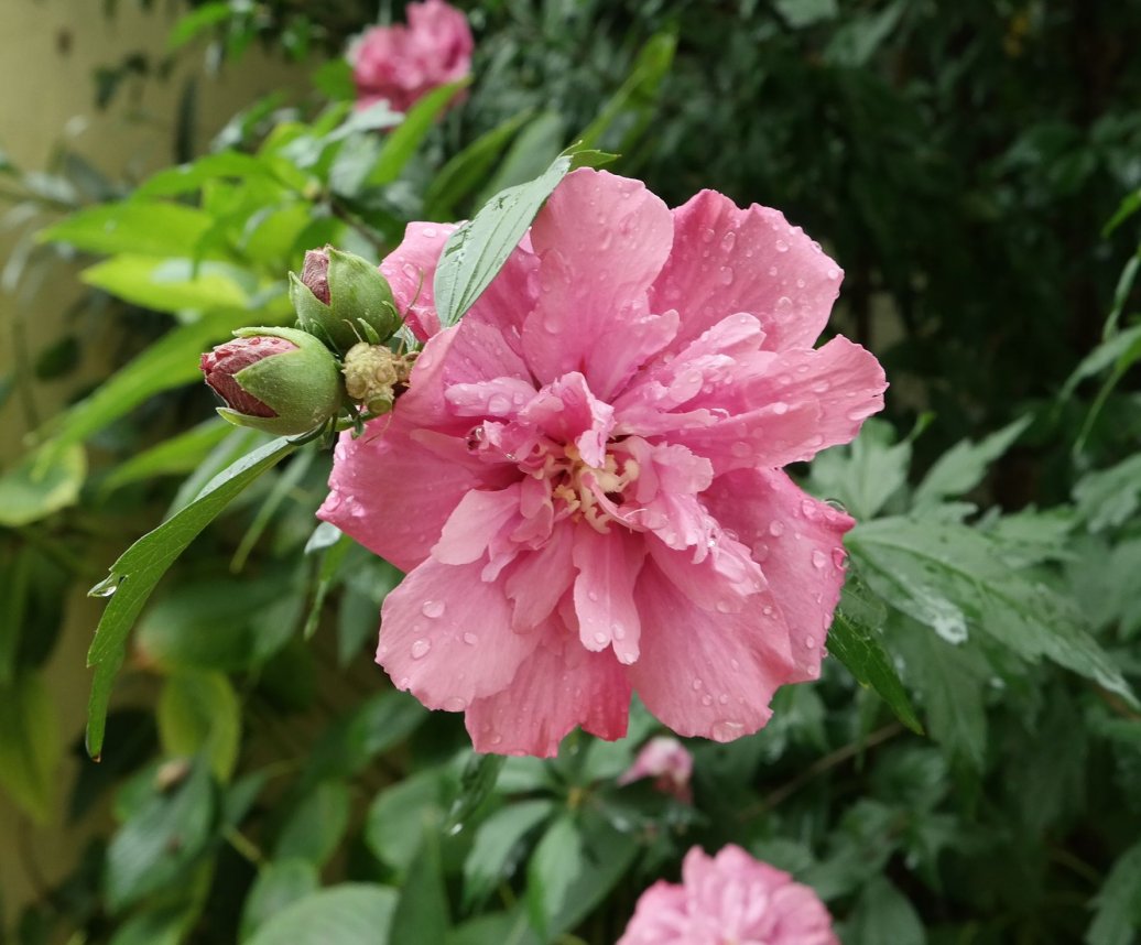 Image of Hibiscus syriacus specimen.