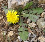 Taraxacum