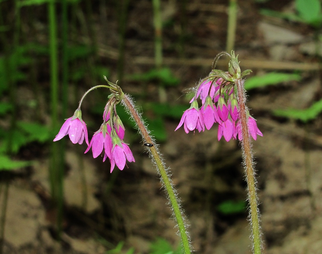 Image of Cortusa matthioli specimen.