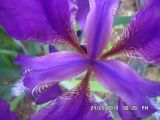 Iris aphylla. Серединка цветка. Тверская обл., г. Весьегонск, в культуре. 24 мая 2013 г.