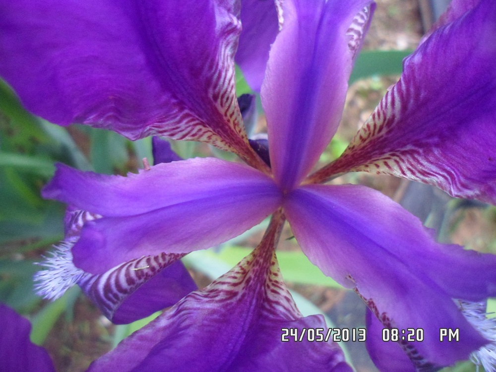 Image of Iris aphylla specimen.