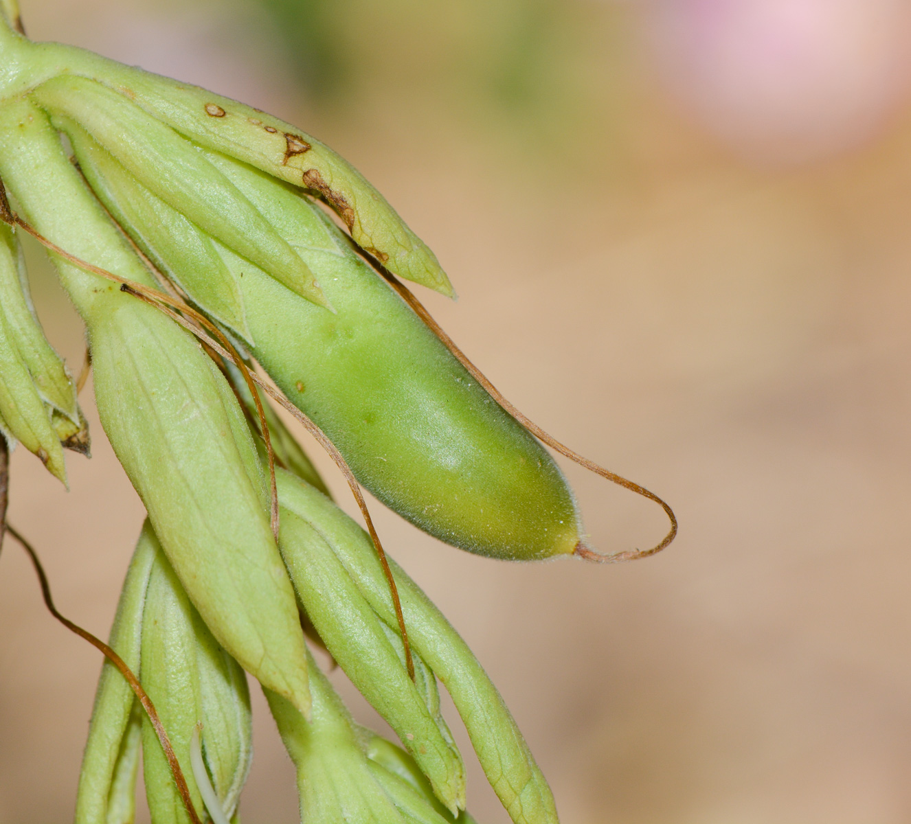Image of Justicia adhatoda specimen.