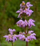 Phlomoides tuberosa