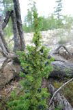 Juniperus communis