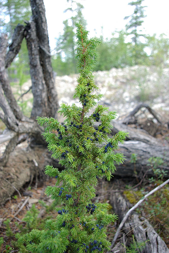 Изображение особи Juniperus communis.