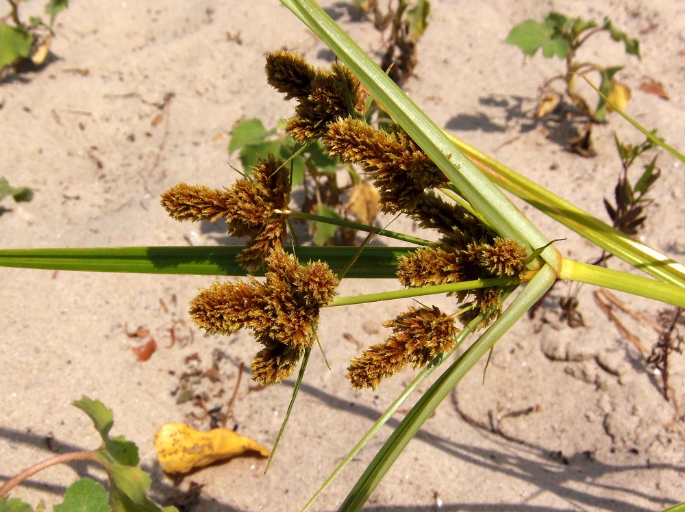 Изображение особи Cyperus glomeratus.