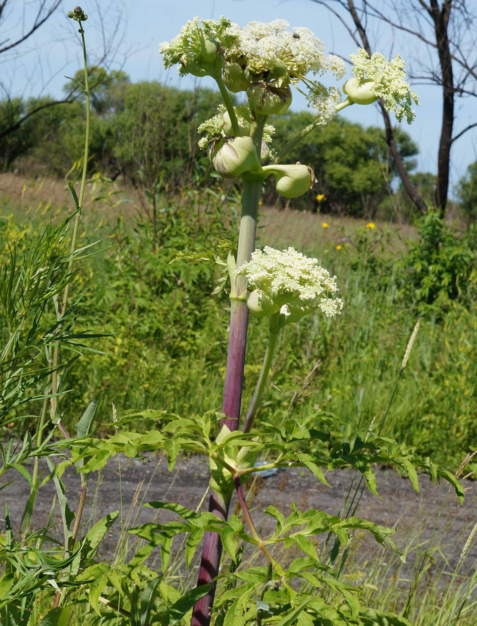 Image of Angelica dahurica specimen.