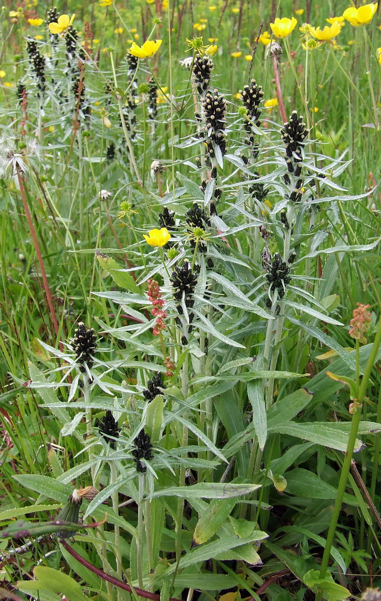 Image of Omalotheca norvegica specimen.