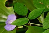 Clitoria macrophylla