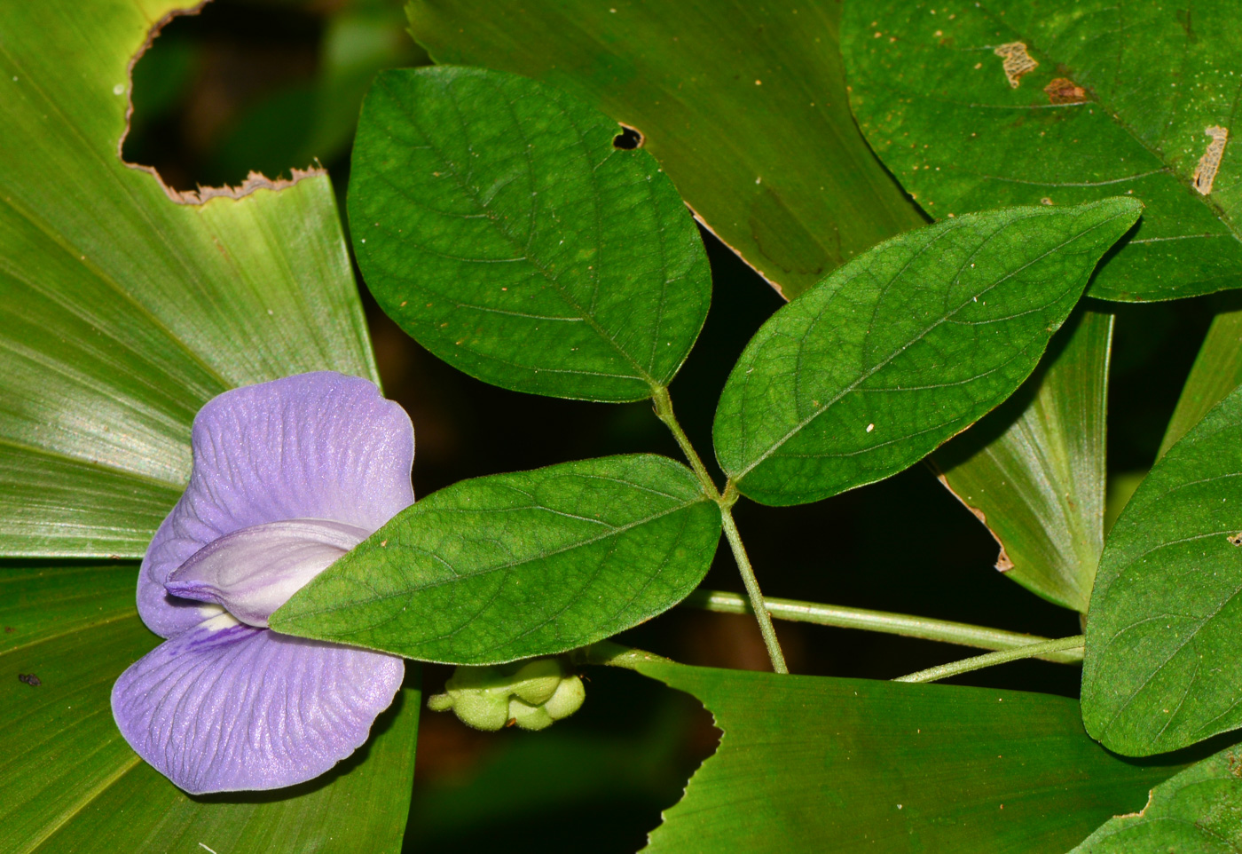 Image of Clitoria macrophylla specimen.