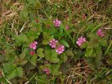 Rubus arcticus