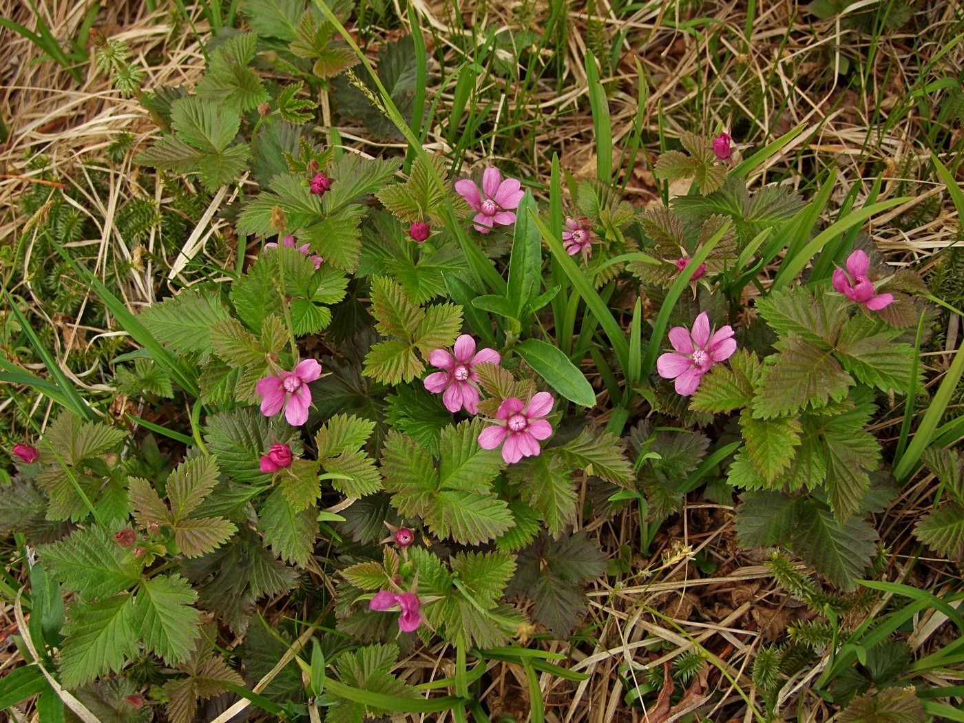 Изображение особи Rubus arcticus.