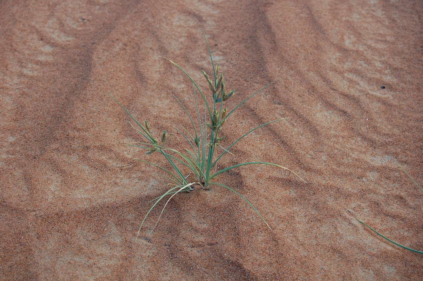 Изображение особи Cyperus conglomeratus.