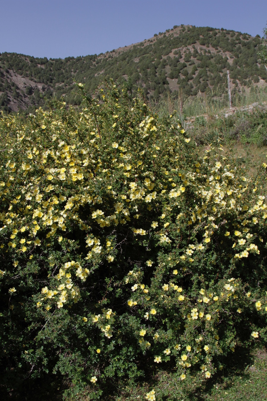 Image of Rosa kokanica specimen.