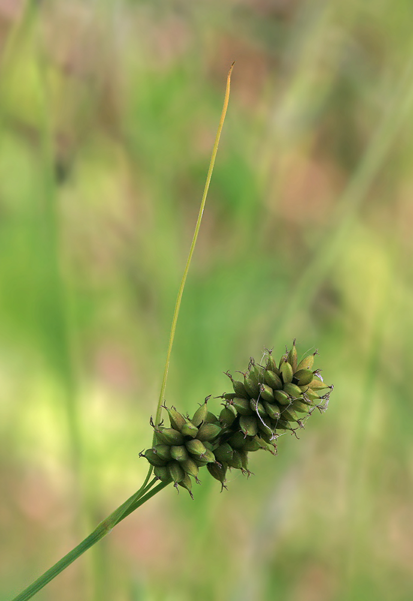 Image of Carex media specimen.