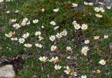 Dryas oxyodonta