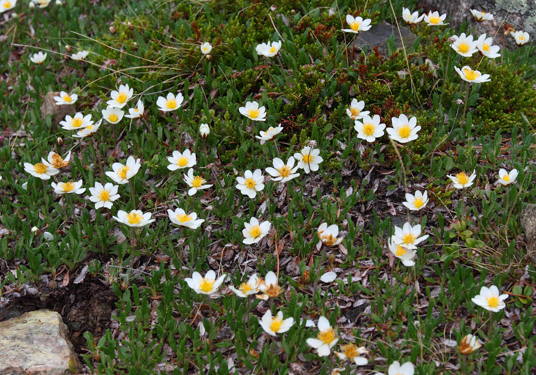 Изображение особи Dryas oxyodonta.