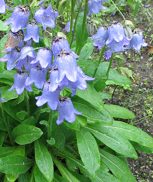 Изображение особи Campanula barbata.