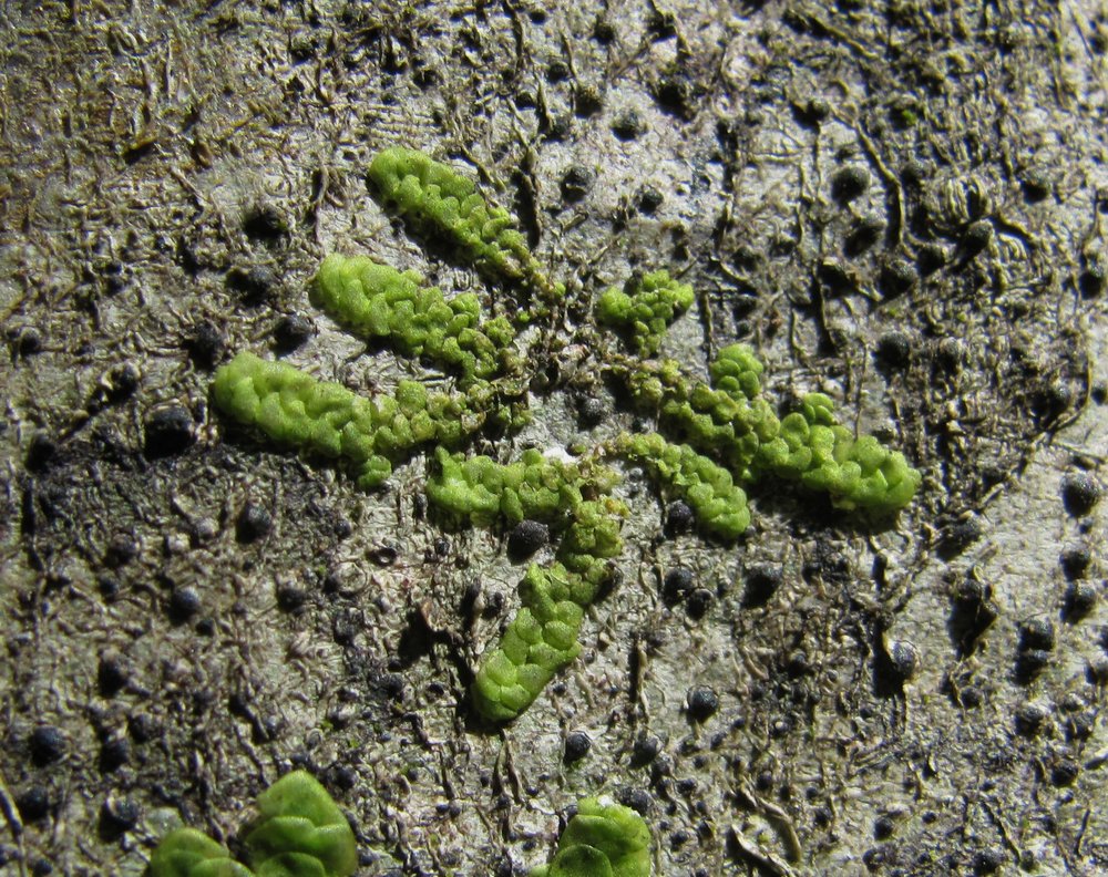 Image of genus Radula specimen.