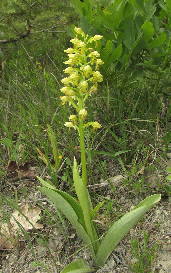 Image of Orchis punctulata specimen.