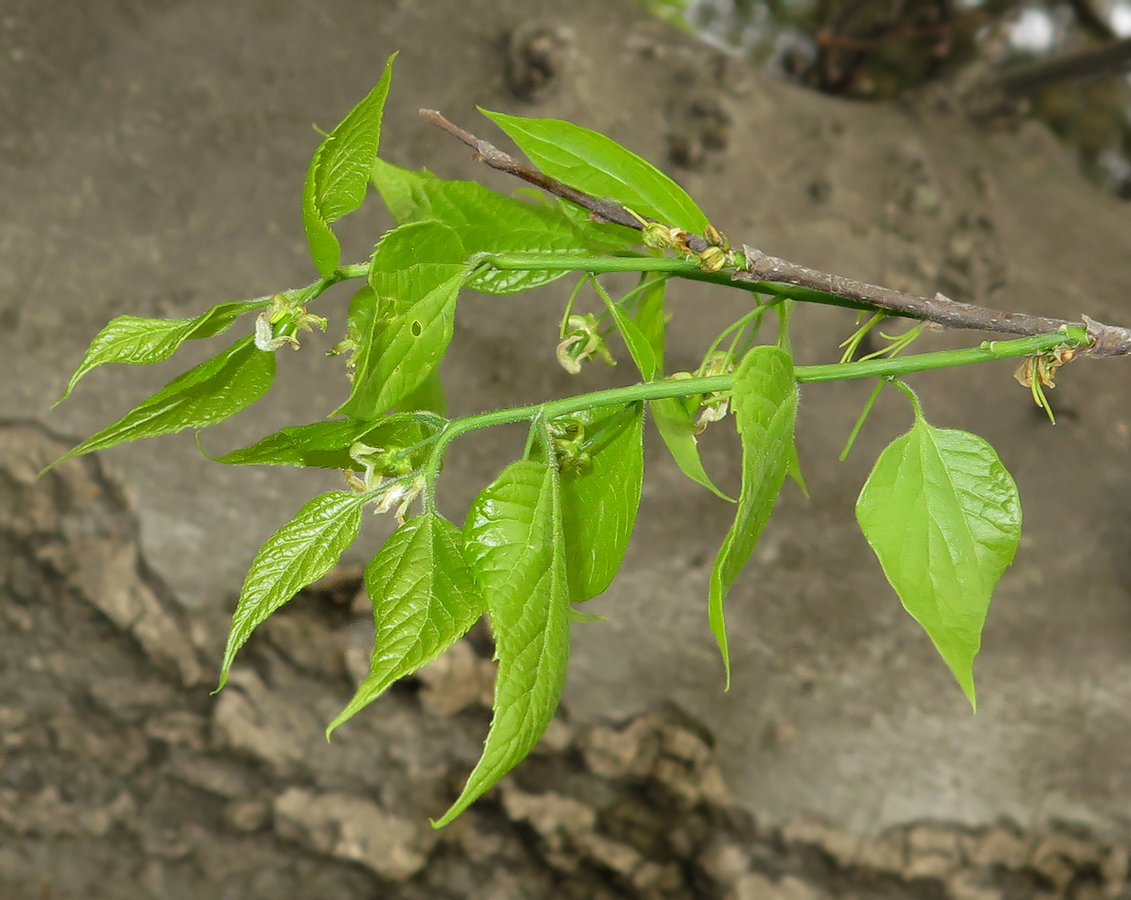 Image of Celtis occidentalis specimen.