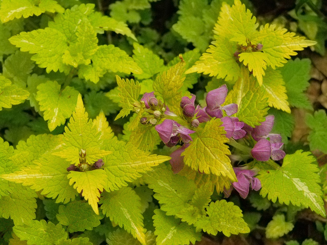 Изображение особи Lamium maculatum.