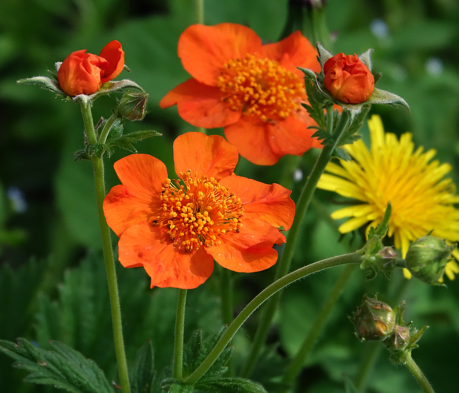 Image of Geum quellyon specimen.