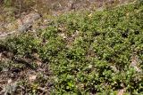 Arctostaphylos uva-ursi. Растения в сообществе с Carex ericetorum. Псковская обл., Себежский р-н, окр. дер. Козлово и дер. Мостище, нарушенный склон у шоссе на опушке сухого кустарничково-зеленомошного сосняка на песке. 06.05.2017.