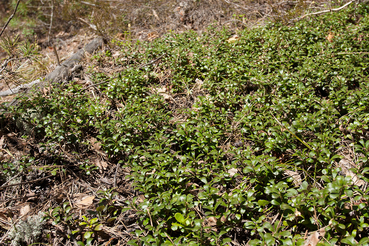 Изображение особи Arctostaphylos uva-ursi.