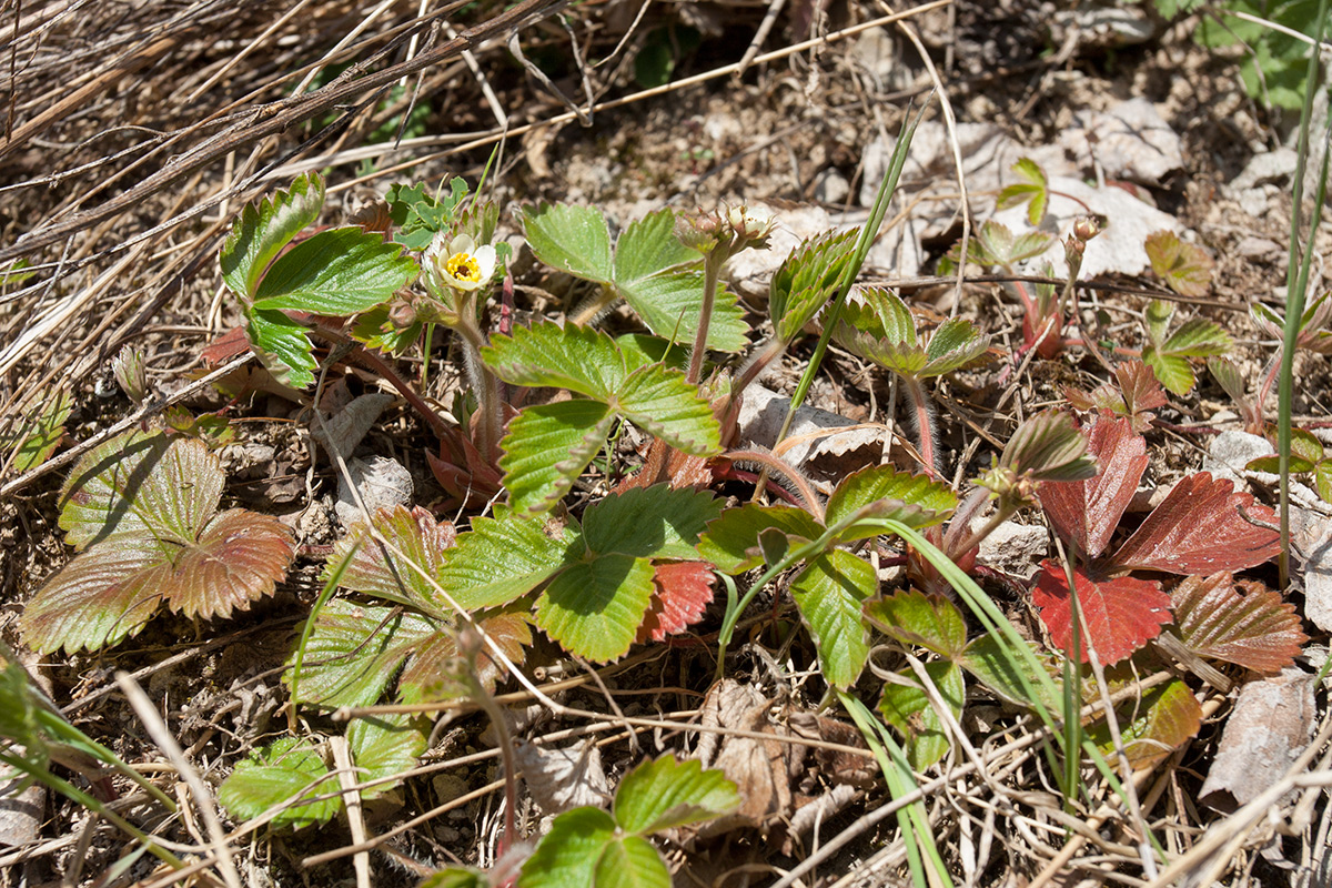 Изображение особи Fragaria vesca.