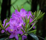 genus Rhododendron