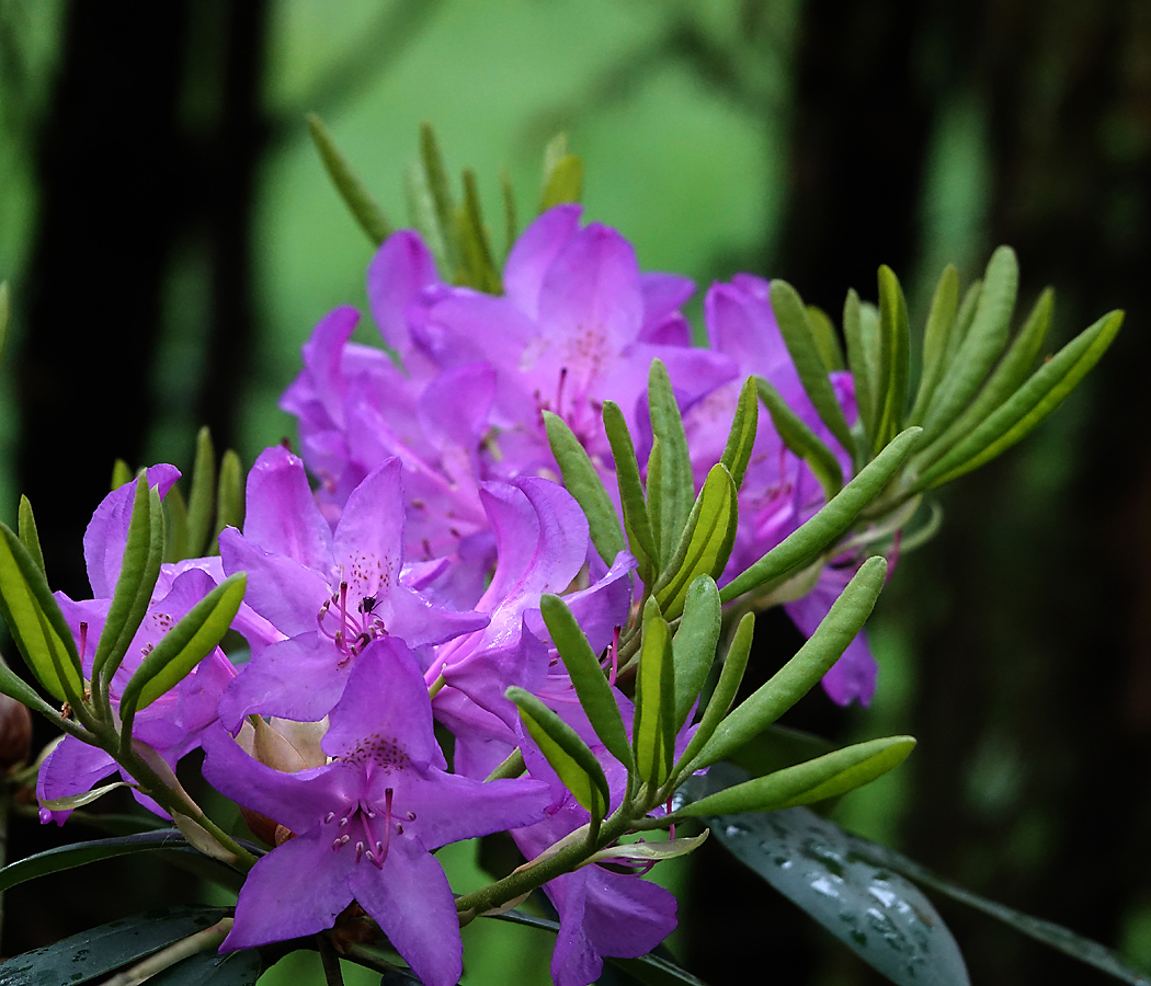 Изображение особи род Rhododendron.