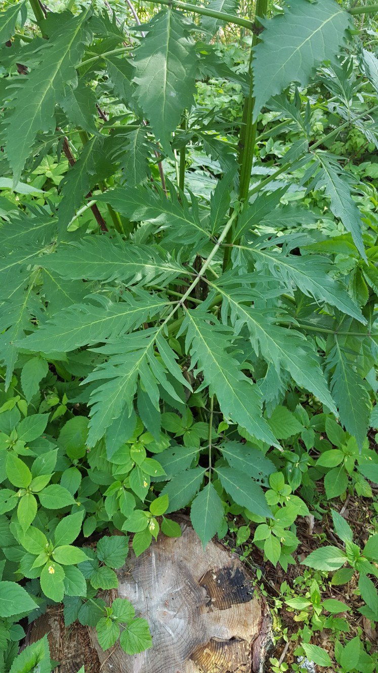 Image of Sambucus racemosa f. laciniata specimen.