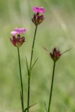 Dianthus andrzejowskianus