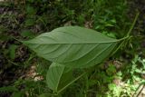 Vincetoxicum scandens