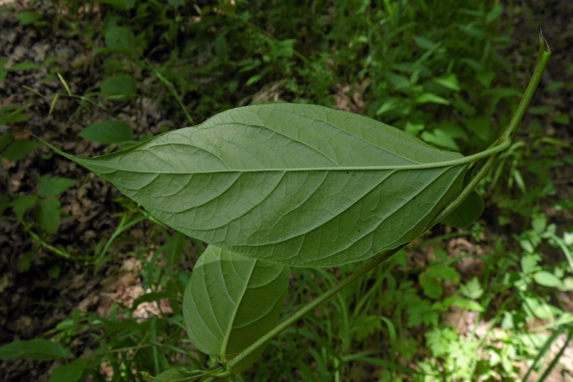 Изображение особи Vincetoxicum scandens.