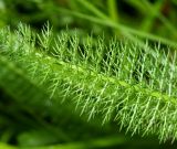 Achillea asiatica. Часть прикорневого листа. Приморский край, окр. пгт Ольга, долина р. Ольга вблизи устья, на лугу. 06.07.2017.